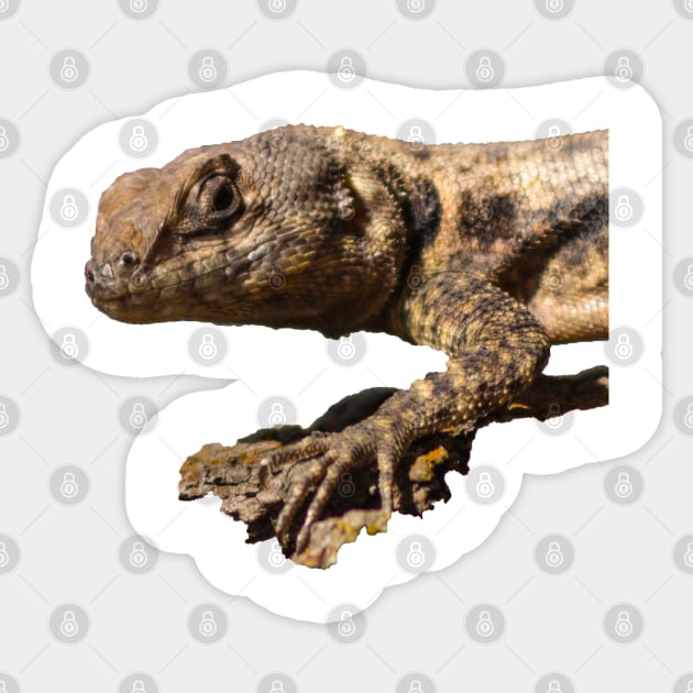 lizard Sticker by rickylabellevie